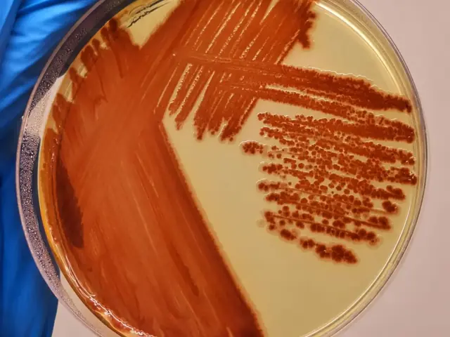 Esgotamento de Serratia marcescens em meio TSA