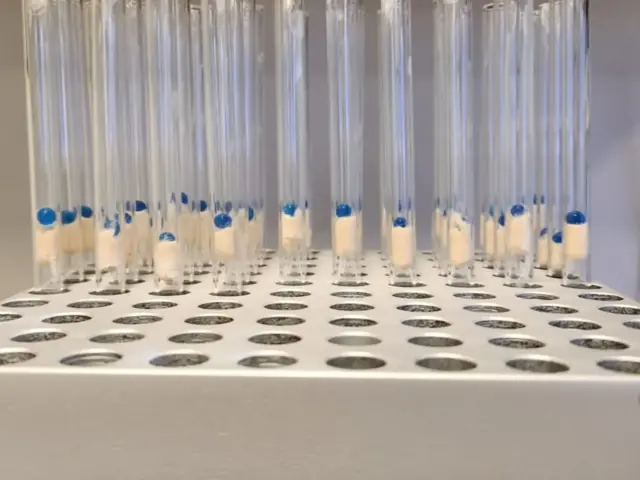 Ampolas utilizadas na liofilização de microrganismos