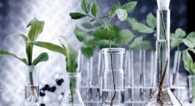 Tissue culture techniques